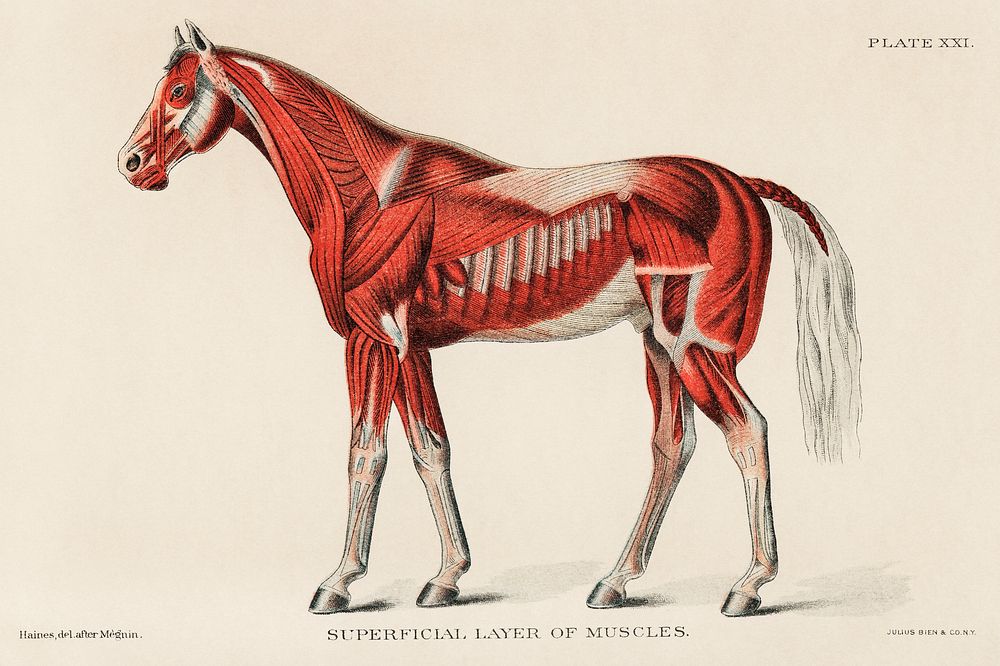 Superficial Layer of Muscles by an unknown artist (1904), a medical illustration of equine muscular system. Digitally…