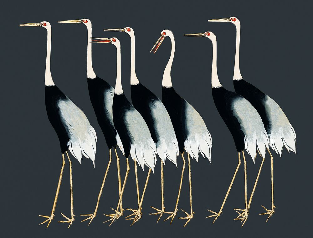 Vintage Illustration of A traditional portrait of a flock of beautiful Japanese red crown crane.