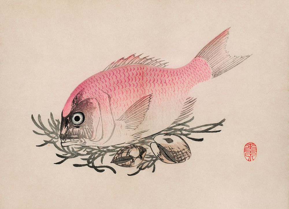 The ukiyo-e illustration of fish and clams by Mochizuki Gyokusen, drawn in the year 1891. Digitally enhanced from our own…