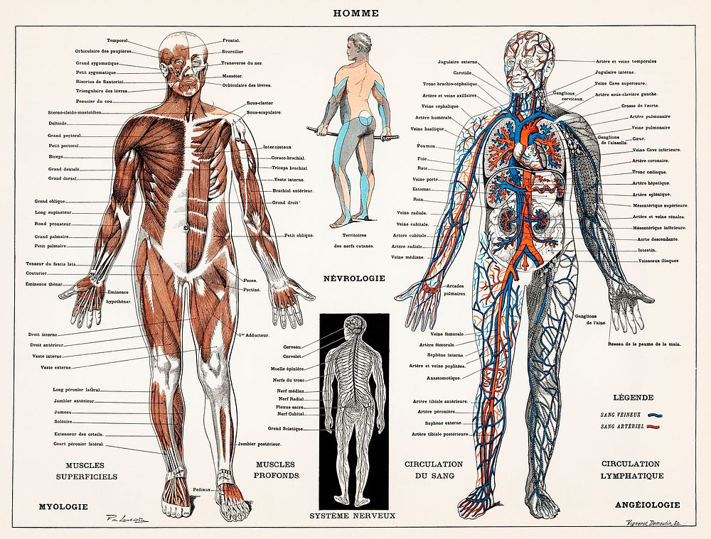 human body system wallpaper