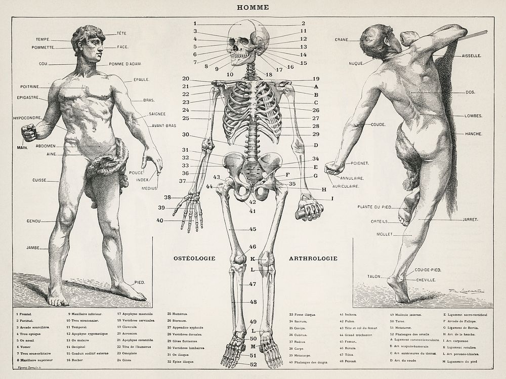 An antique illustration of the human body (1900) by Larousse, Pierre; Aug&eacute; and Claude. Digitally enhanced from our…