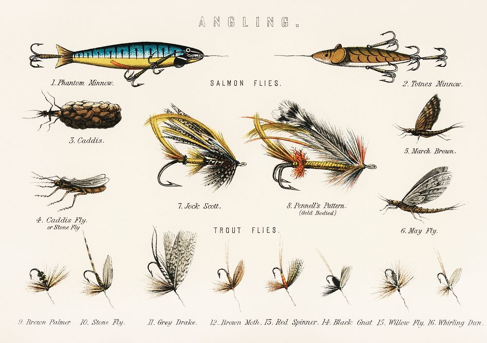 Angling baits from British Fresh Water Fishes (1879). Digitally enhanced from our own original plate. 