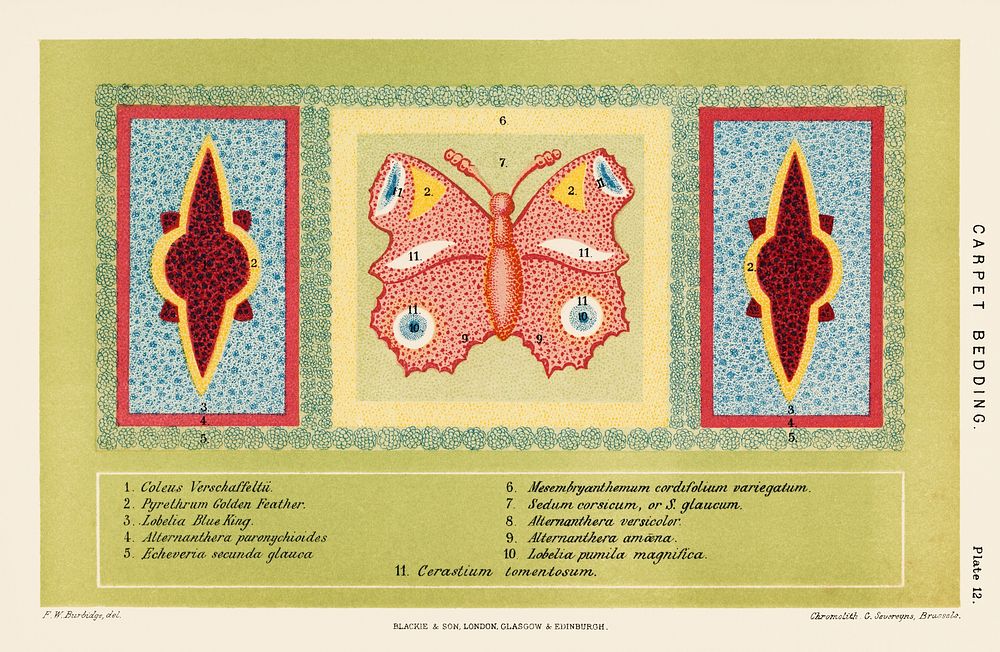 A chromolithograph of a botanical carpet bedding with a colorful butterfly by Federick William Burbridge (1847-1905).…