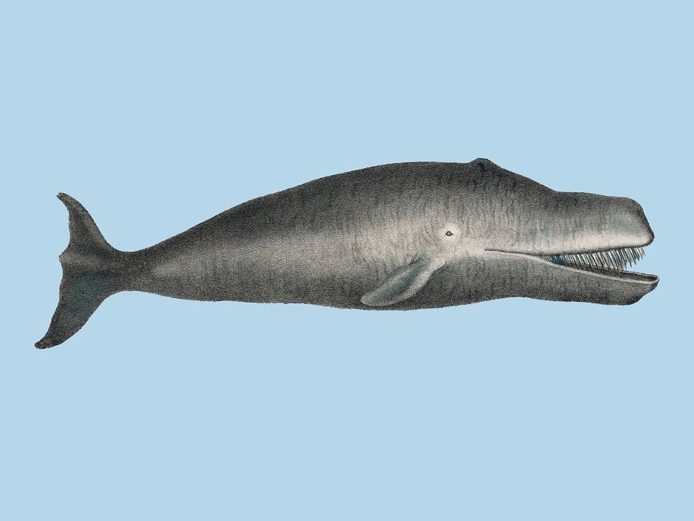 Bowhead Whale Original Antique Ocean Marine Mammal Handcolored Sealife Lithograph (1824). Digitally enhanced by rawpixel.
