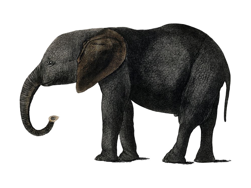 The History of the Earth and Animated Nature (1848) by Oliver Goldsmith (1728-1774), a portrait of a dark grey elephant.…