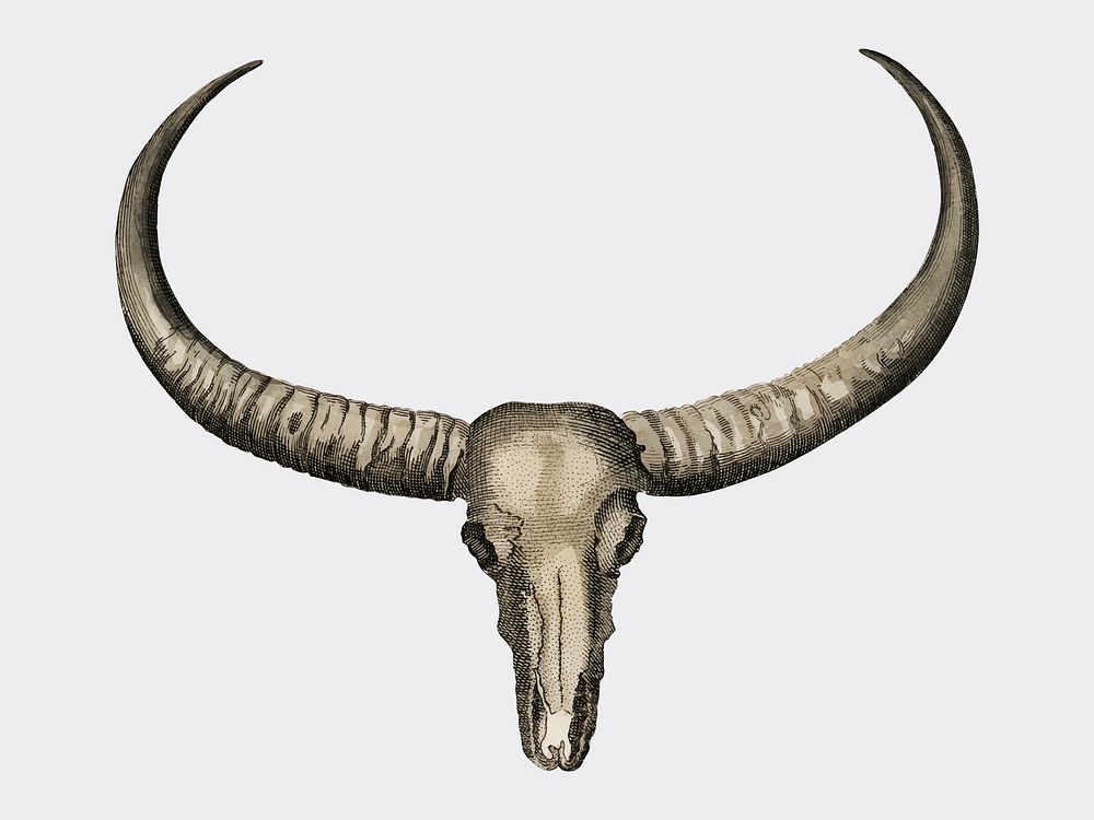 Bilderbuch fur Kinder by Georg Melchior Kraus, published in 1790-1830, an illustration of long horned buffalo skull.…