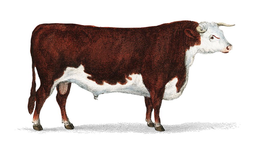 Animated Nature (1855), a portrait of a bull. Digitally enhanced by rawpixel.