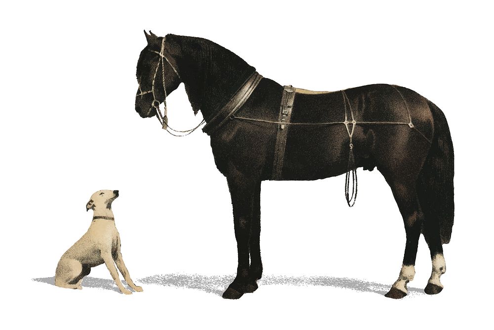 Orloffer (Orloff Horse) by Emil Volkers (1880), an illustration of a black horse and a white dog. Digitally enhanced by…