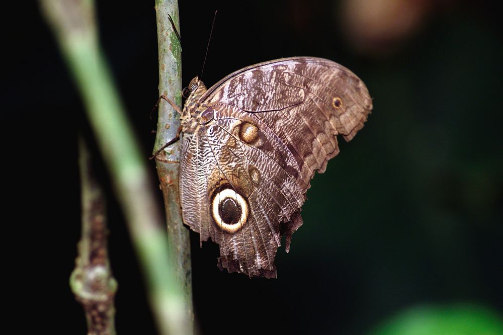 A butterfly photographed in the La Selva region of the Costa Rican rain forest.. Original from NASA . Digitally enhanced by…