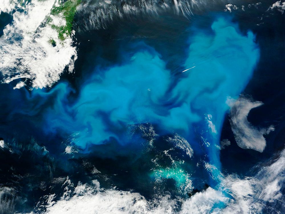 Phytoplankton bloom off Newfoundland. Original from NASA. Digitally enhanced by rawpixel.