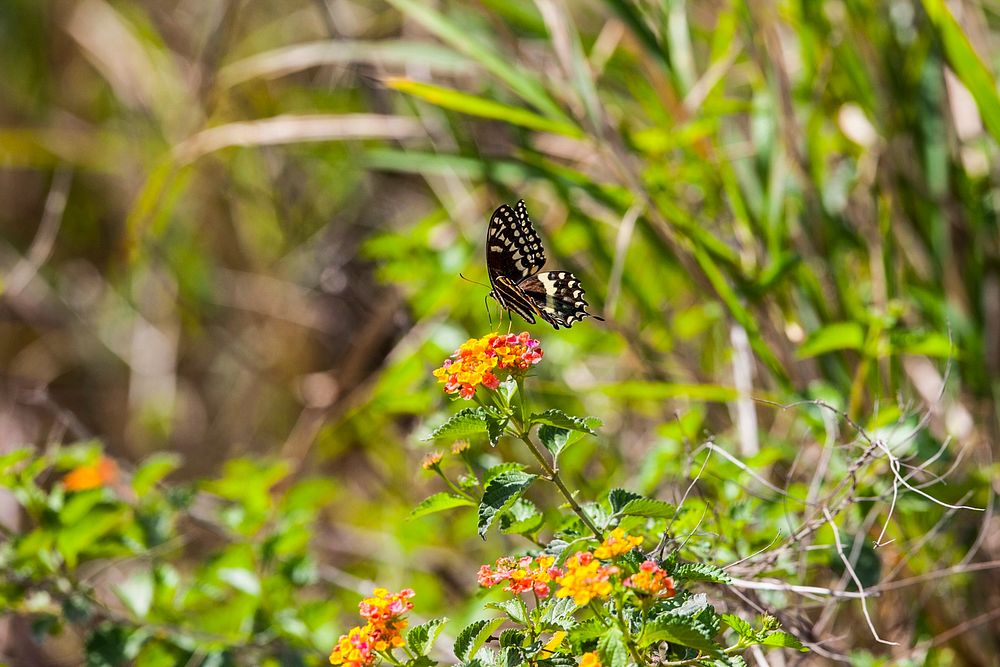 A black swallowtail butterfly enjoys a snack from a blooming lantana plant at Merritt Island National Wildlife Refuge in…