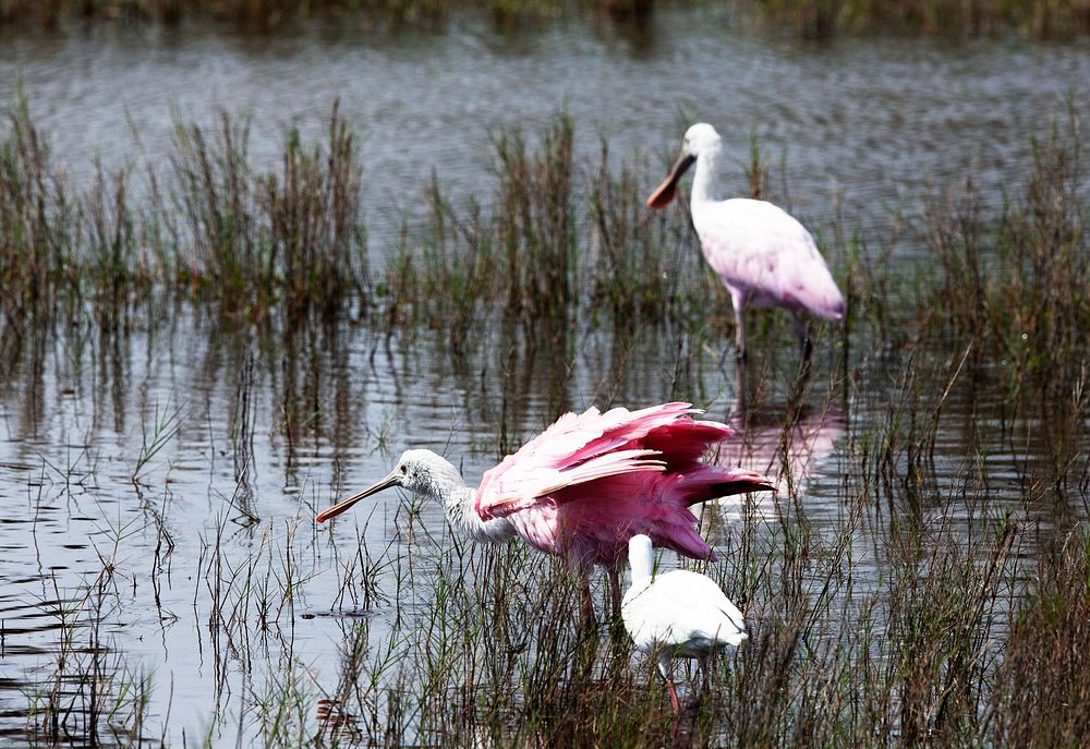 Two juvenile roseate spoonbills are joined by a white ibis in a shallow waterway at Merritt Island National Wildlife Refuge…