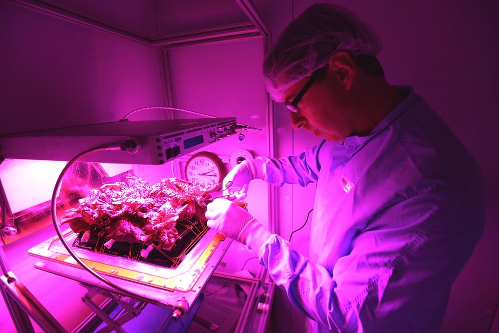 Inside the Veggie flight laboratory in the Space Station Processing Facility at NASA&rsquo;s Kennedy Space Center in…