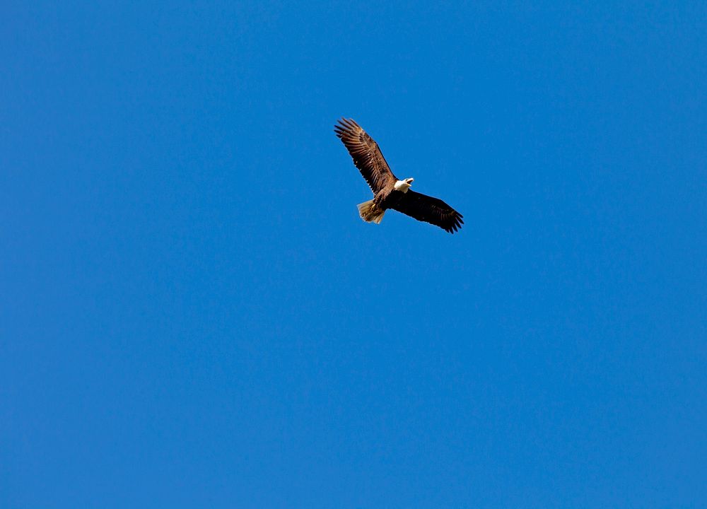 An American bald eagle soars through the air. Original from NASA. Digitally enhanced by rawpixel.
