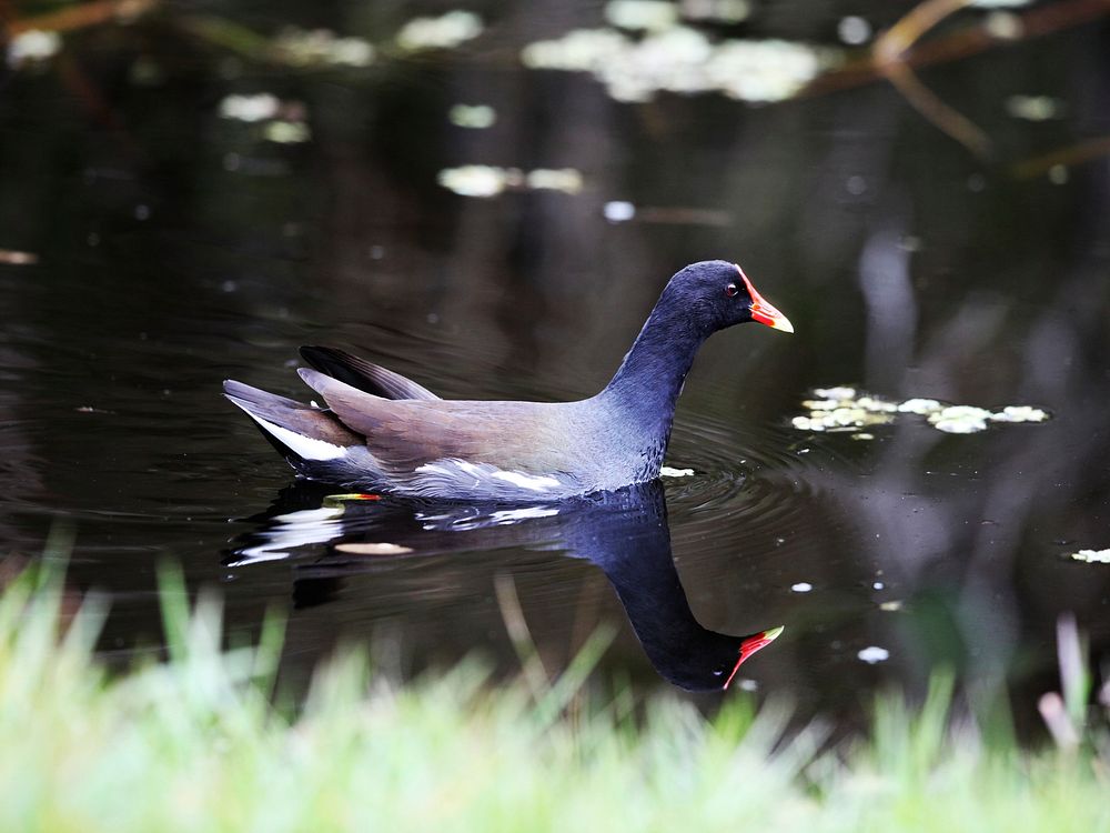 A common gallinule swims in a waterway at NASA's Kennedy Space Center in Florida. Original from NASA . Digitally enhanced by…