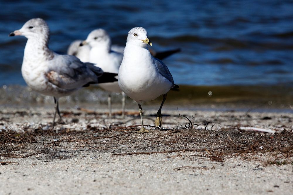 Seagulls gather along a shoreline at NASA's Kennedy Space Center in Florida. Original from NASA . Digitally enhanced by…