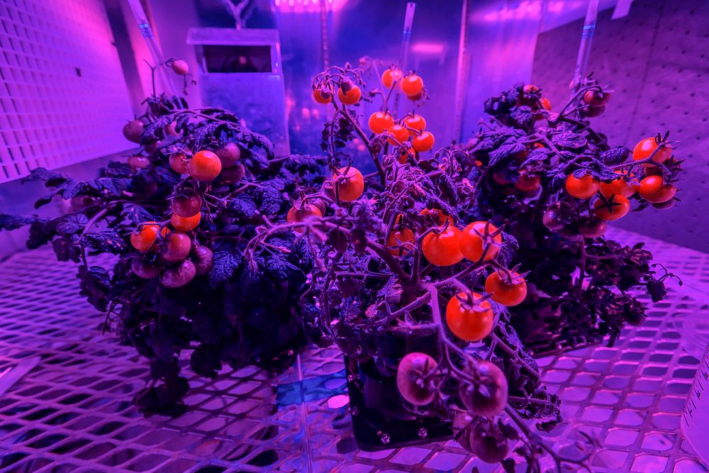 Tomato plants are growing under red and blue LED lights in a growth chamber inside a laboratory at the Space Station…
