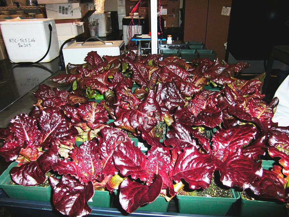 Inside the Space Life Sciences Laboratory, or SLSL, at NASA&rsquo;s Kennedy Space Center in Florida, red leaf lettuce plants…