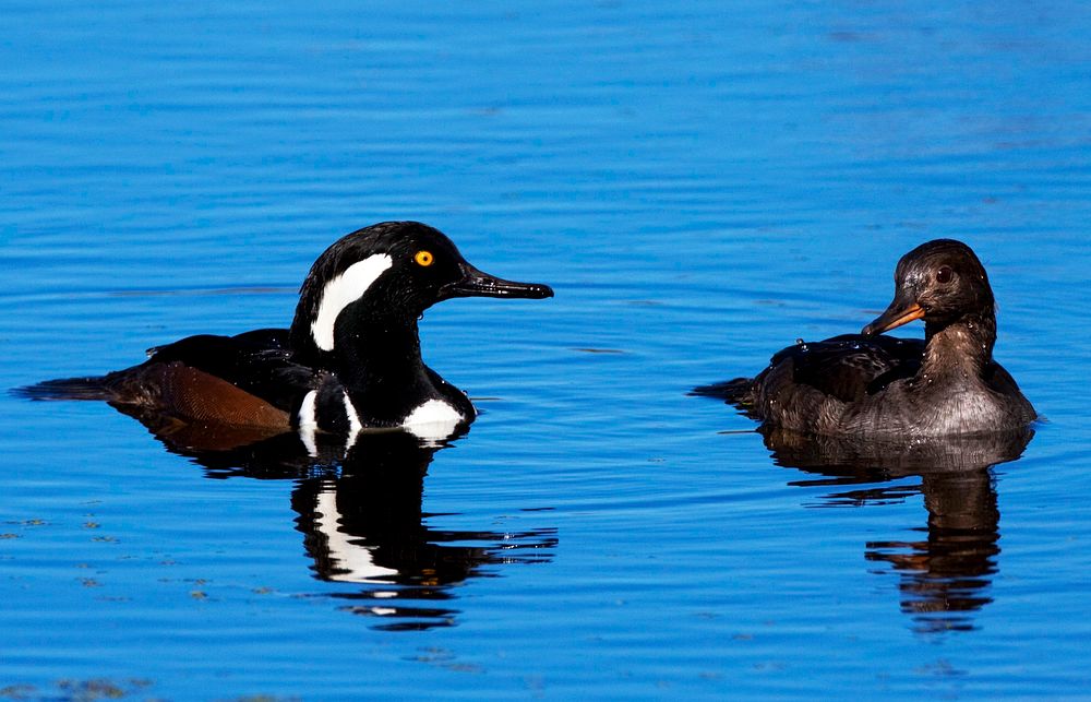 Two ducks are reflected in the waters of the Blackpoint Wildlife Drive in the Merritt Island National Wildlife Refuge.…