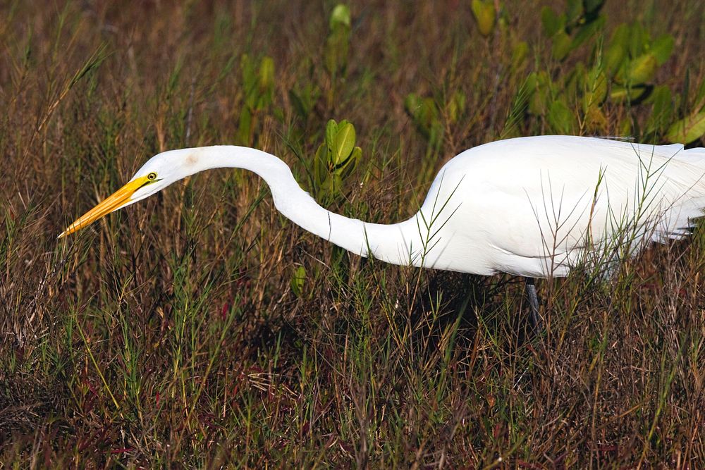 A great egret stands in the march at the Blackpoint Wildlife Drive in the Merritt Island National Wildlife Refuge. Original…