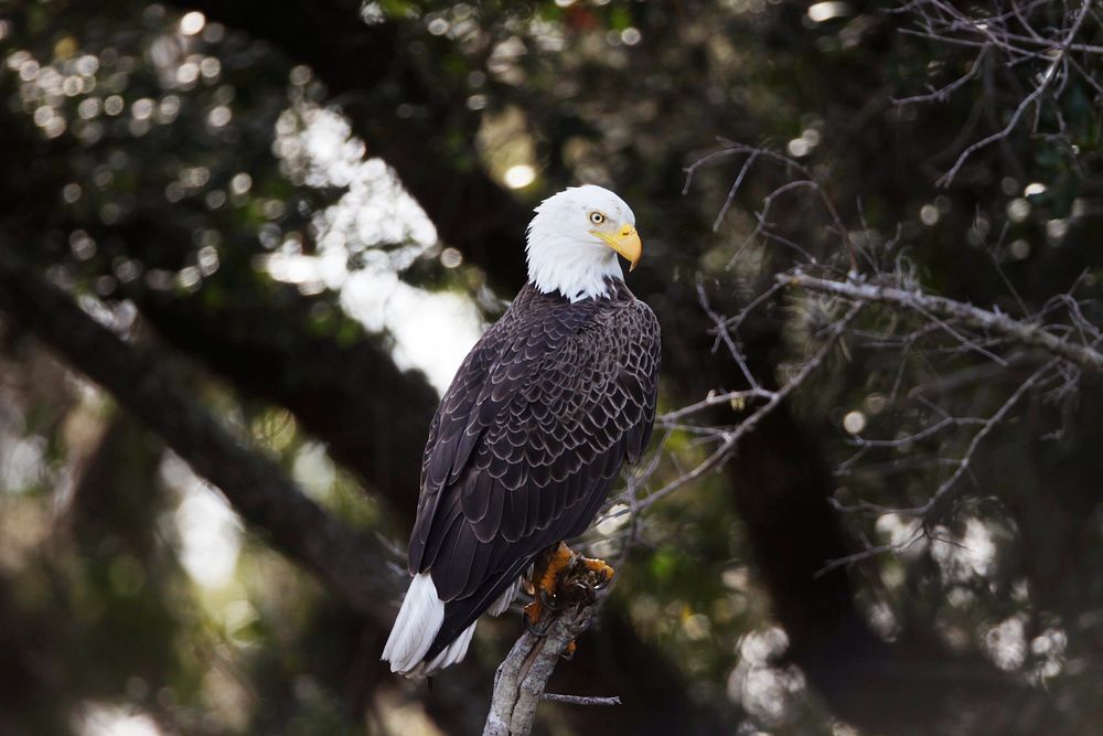 A bald eagle is perched in a tree near the Shuttle Landing Facility at NASA's Kennedy Space Center in Florida. Original from…