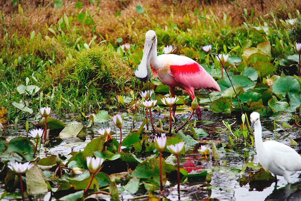 A Roseate spoonbill and another bird at NASA's Kennedy Space Center in Florida. Original from NASA . Digitally enhanced by…