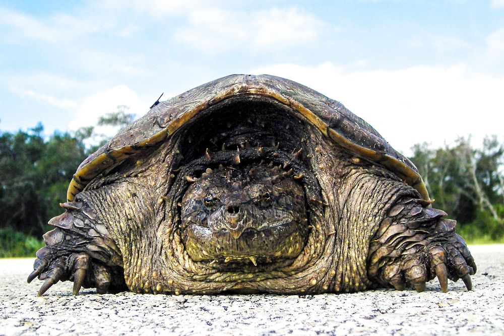 A rare photo of a Florida snapping turtle out in the open on Beach Road, near NASA's Kennedy Space Center. Original from…