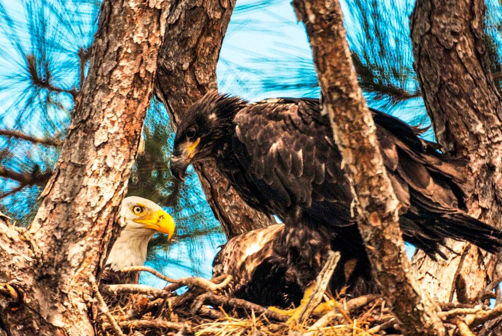 This fledgling eagle stares at his mother in their nest. Original from NASA. Digitally enhanced by rawpixel.