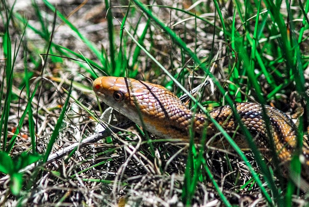 A yellow rat snake slithers through the grass. Original from NASA. Digitally enhanced by rawpixel.