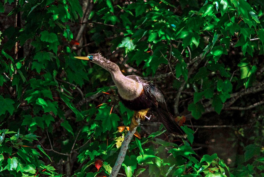 A female anhinga roosts in branches near the water. Original from NASA. Digitally enhanced by rawpixel.