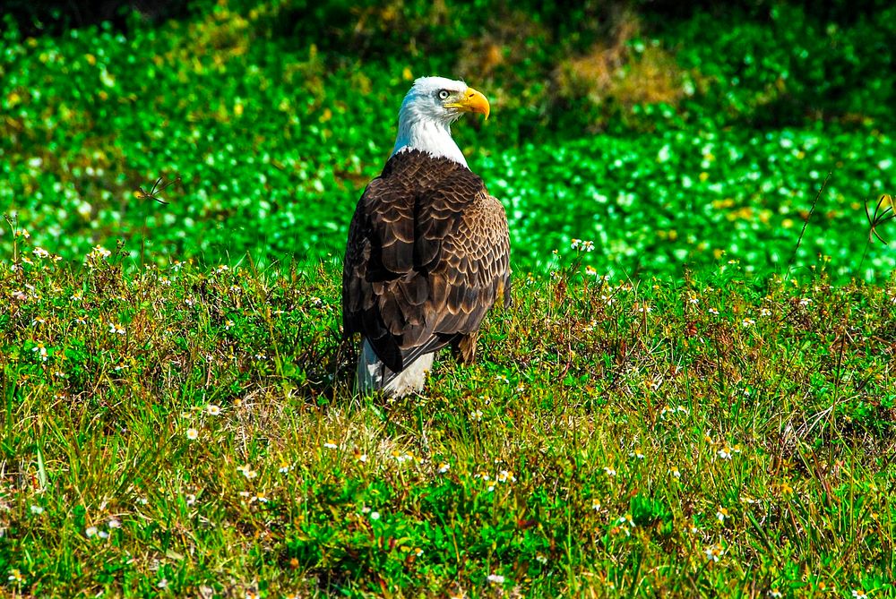 This adult bald eagle rests on the ground near a pond. Original from NASA. Digitally enhanced by rawpixel.