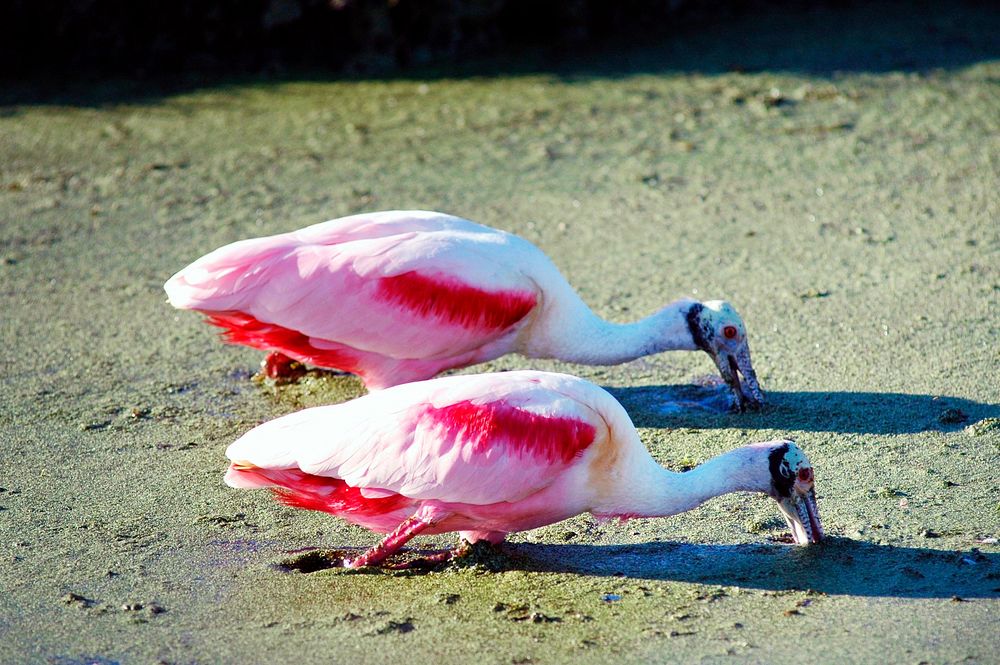 Two roseate spoonbills search a murky canal for food. Original from NASA. Digitally enhanced by rawpixel.