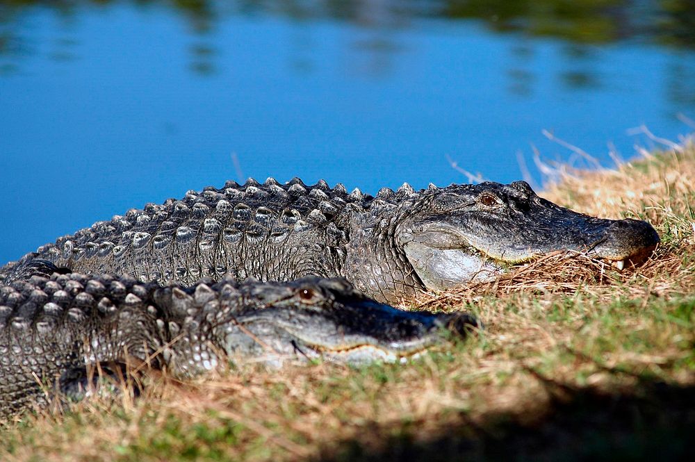 An alligator suns itself on the bank of a pond. Original from NASA. Digitally enhanced by rawpixel.