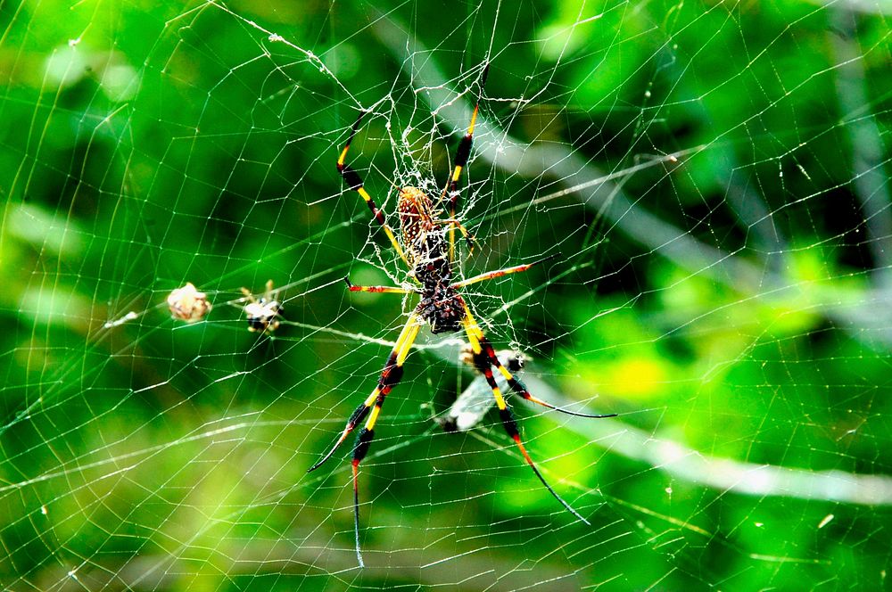A large web supports this female Golden-silk Spider, along with the considerably smaller male in front of her. Original from…