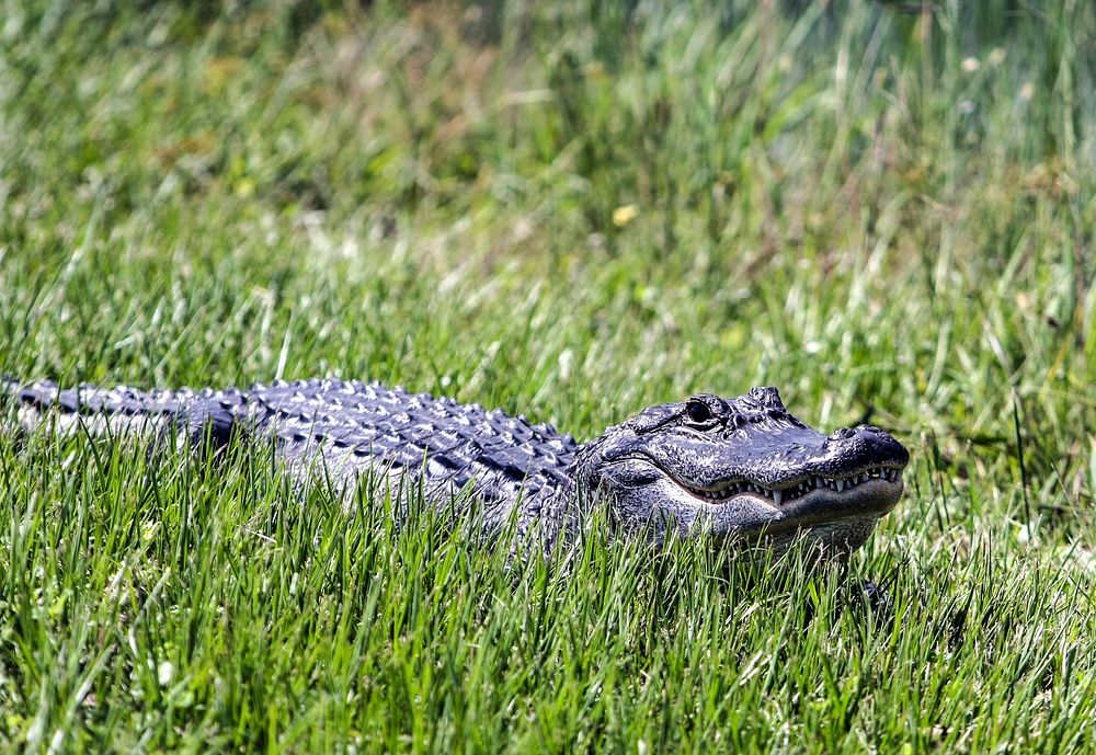An alligator from a nearby drainage canal. Original from NASA. Digitally enhanced by rawpixel.
