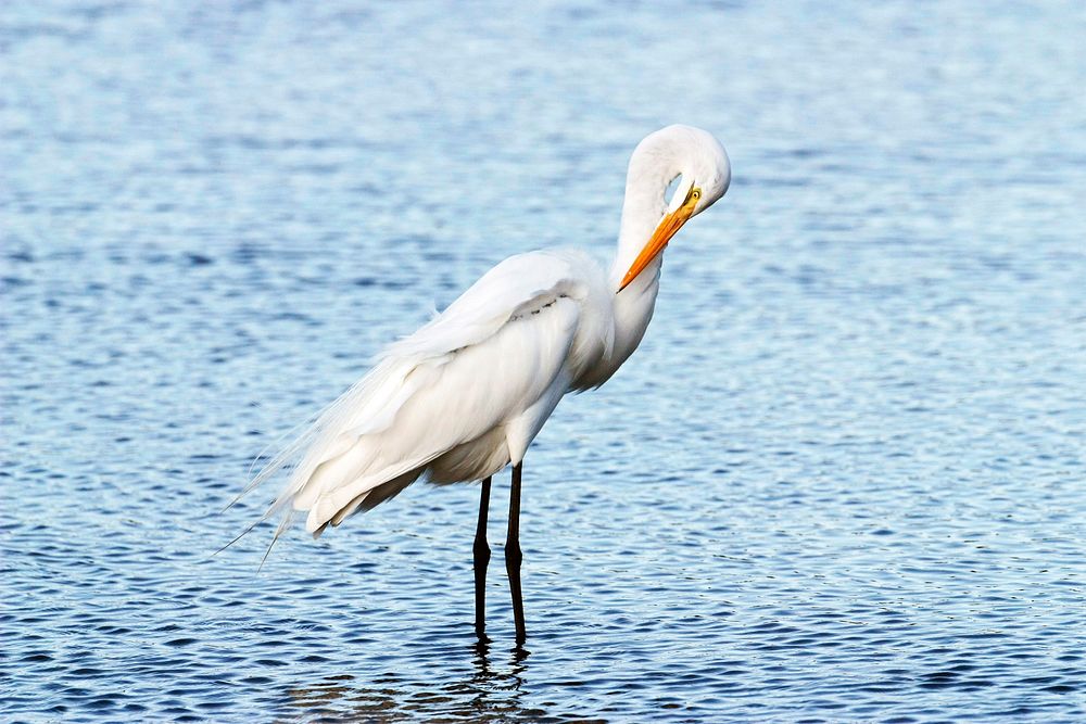 A great egret preens its feathers while standing in the shallow water of a pond in the Merritt island National Wildlife…