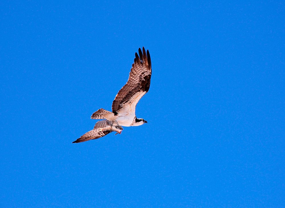 An osprey carries its food in its talons as it flies to its nest. Original from NASA. Digitally enhanced by rawpixel.