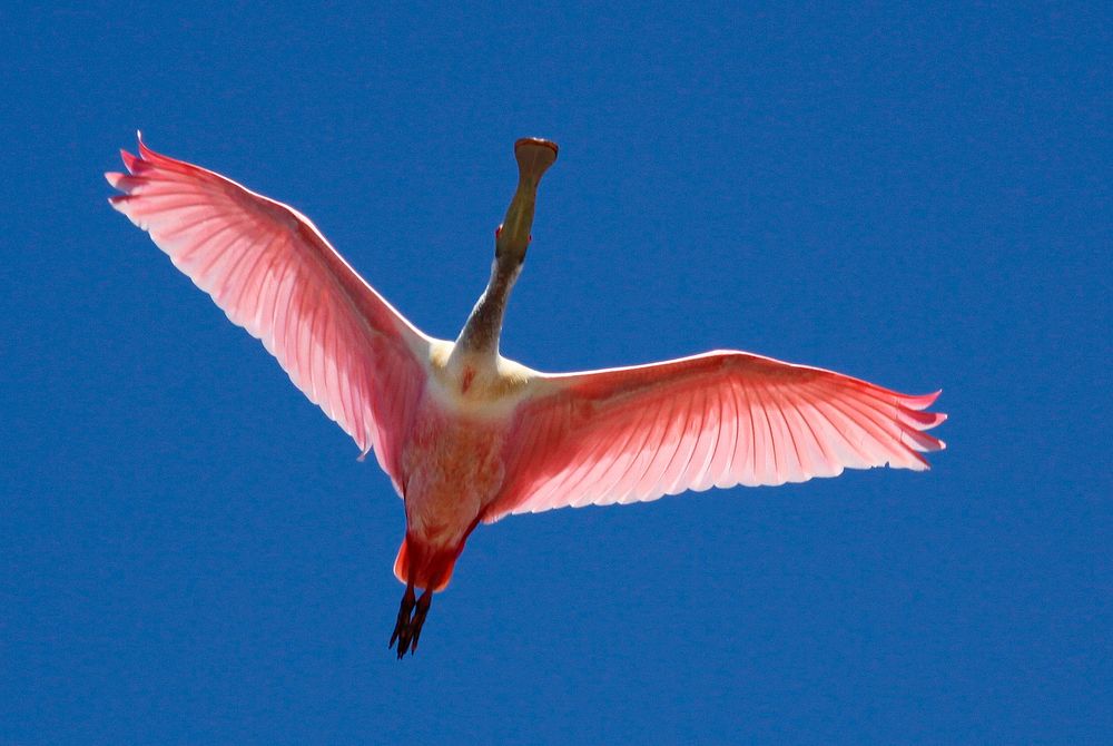 A roseate spoonbill soars overhead. Original from NASA. Digitally enhanced by rawpixel.