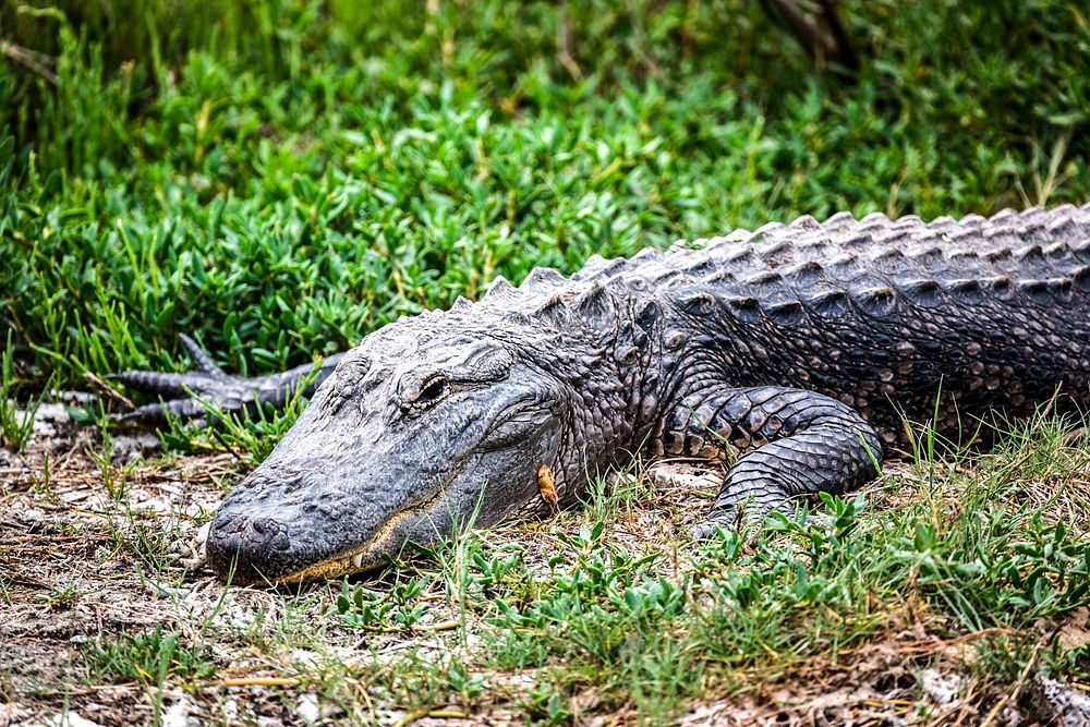 An alligator rests on the bank of a canal. Original from NASA. Digitally enhanced by rawpixel.