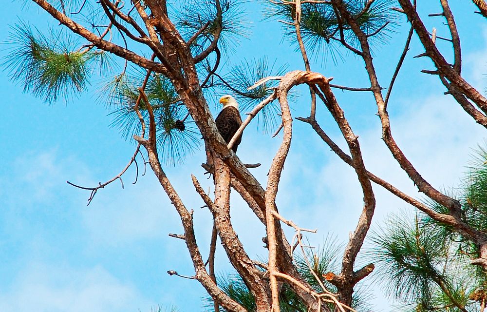 A mature eagle stands watch near its nest. Original from NASA. Digitally enhanced by rawpixel.