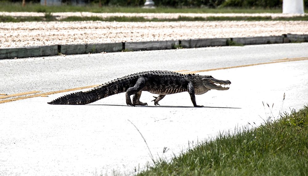 Taking a mid-day stroll, an alligator crosses the Saturn Causeway at NASA's Kennedy Space Center in Florida. Original from…