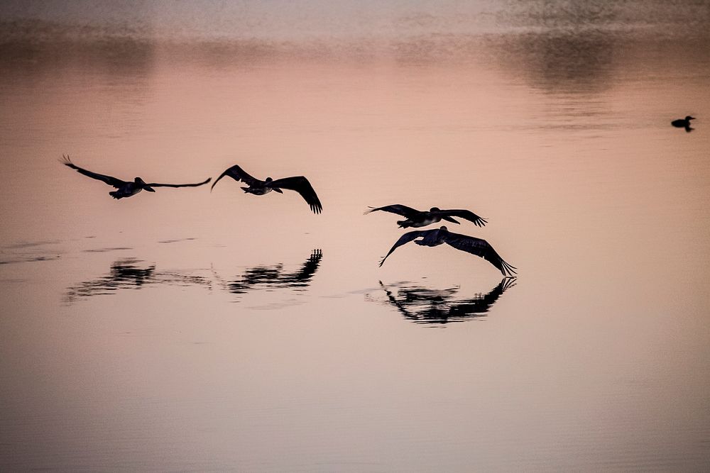 Brown pelicans search for fish in brackish water at NASA's Kennedy Space Center in Florida around dawn. Original from NASA .…