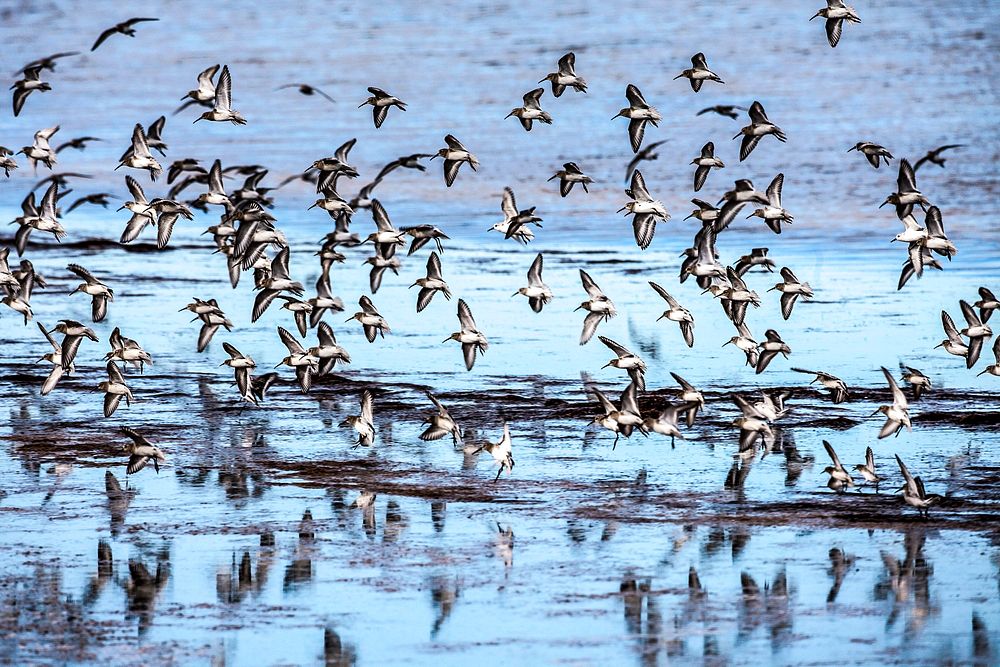A gaggle of sandpipers fly over glassy water. Original from NASA. Digitally enhanced by rawpixel.