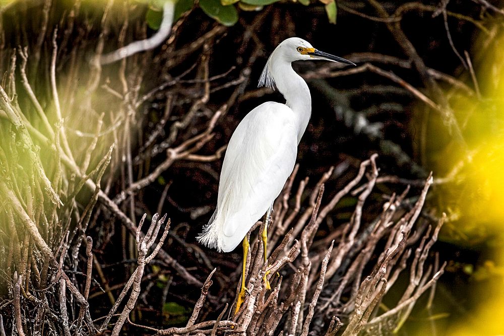 A great white egret is perched in some brush just north of the Shuttle Landing Facility at NASA's Kennedy Space Center in…