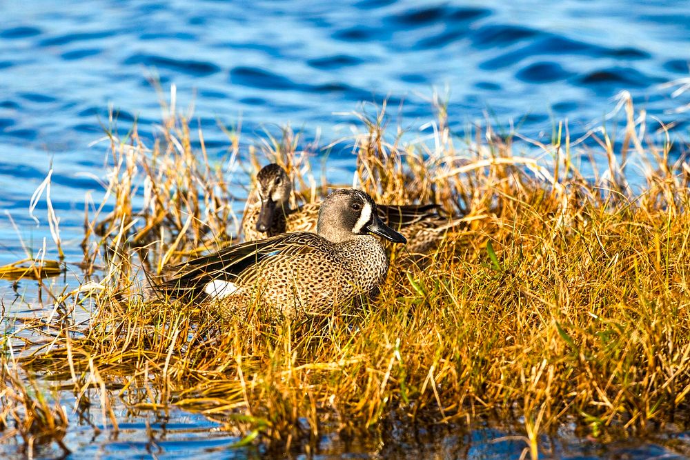Two blue-wing teals rest in the grass beside one of the many bodies of water at NASA's Kennedy Space Center in Florida.…