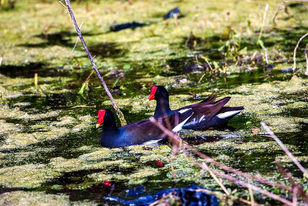 Two common gallinules swim through the algae-covered water of a pond at NASA's Kennedy Space Center in Florida. Original…