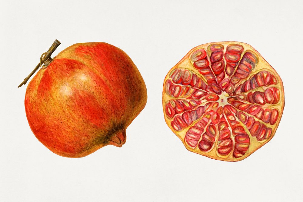 Vintage pomegranates illustration mockup. Digitally enhanced illustration from U.S. Department of Agriculture Pomological…