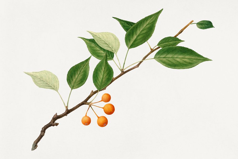 Vintage pear twig illustration mockup. Digitally enhanced illustration from U.S. Department of Agriculture Pomological…