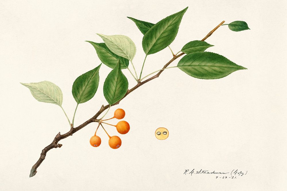 Vintage pear twig illustration mockup. Digitally enhanced illustration from U.S. Department of Agriculture Pomological…