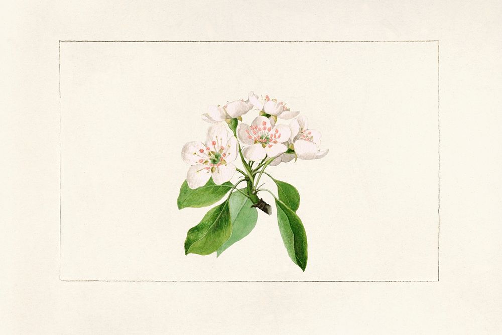 Pear Flower (Pyrus communis) by James Marion Shull (1872-1948). Original from U.S. Department of Agriculture Pomological…